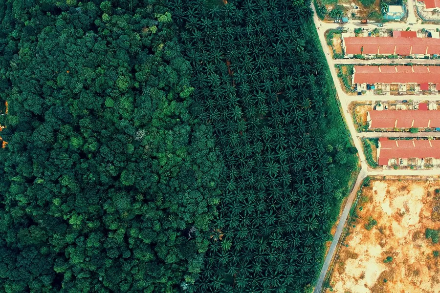 Deforestation cover